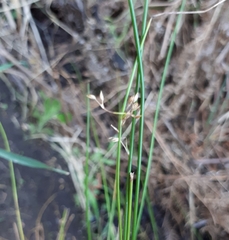 Juncus pauciflorus