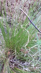 Juncus pauciflorus