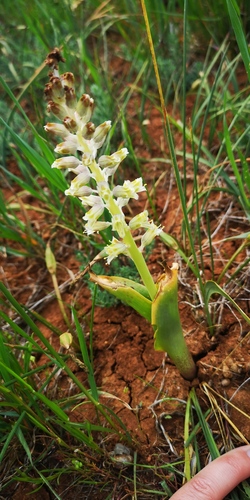 Lachenalia neilii