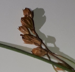 Juncus pauciflorus