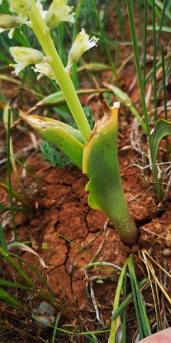 Lachenalia neilii