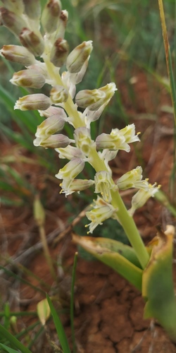 Lachenalia neilii