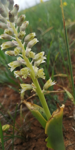 Lachenalia neilii