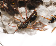 Polistes humilis humilis