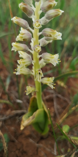 Lachenalia neilii