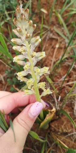 Lachenalia neilii