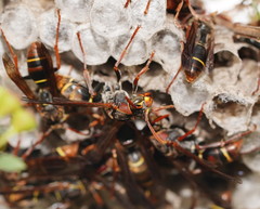 Polistes humilis humilis