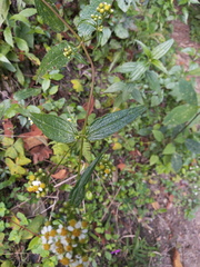 Alloispermum integrifolium