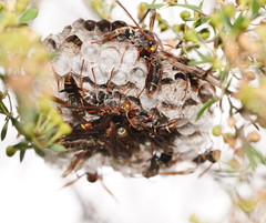 Polistes humilis humilis