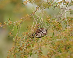 Polistes humilis humilis