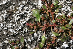 Oxybasis rubra humilis