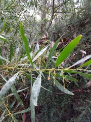 Acacia longifolia longifolia