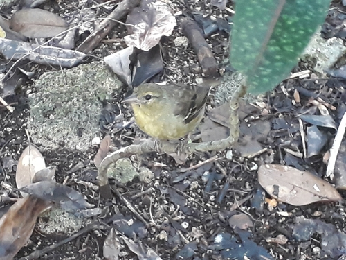 Mauritius Fody (Foudia rubra), photo 6