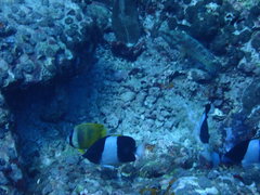 Hemitaurichthys zoster