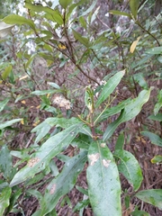 Olearia viscosa