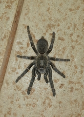 Ceratogyrus darlingi