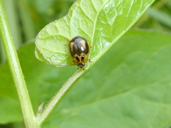 Harmonia antipoda