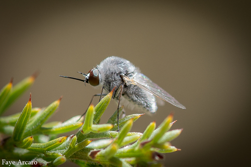 Cryomyia argyropila