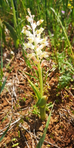 Lachenalia alba