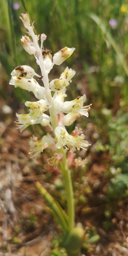 Lachenalia alba