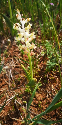 Lachenalia alba