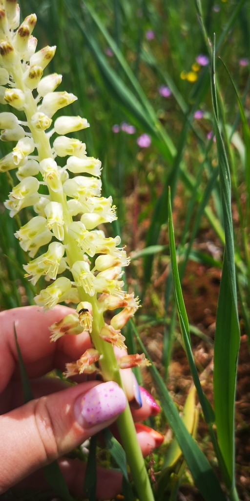 Lachenalia alba, Hantam National Botanical Gardens