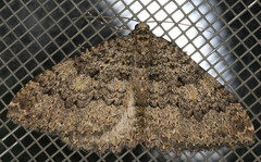 Triphosa californiata