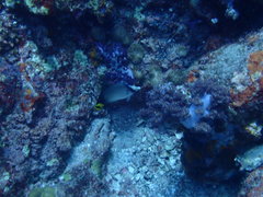 Chaetodon decussatus