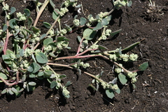 Chenopodium karoi