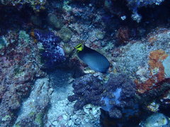 Chaetodon decussatus