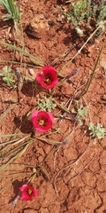 Romulea monadelpha