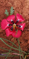 Romulea monadelpha