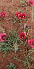 Romulea monadelpha