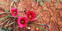 Romulea monadelpha