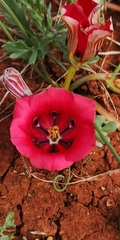 Romulea monadelpha