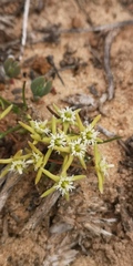 Eustegia minuta