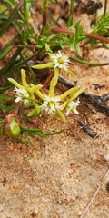 Eustegia minuta