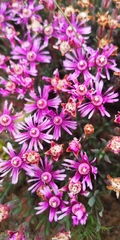 Phiambolia