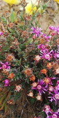 Phiambolia