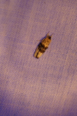 Piloprepes antidoxa