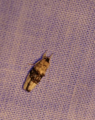Piloprepes antidoxa
