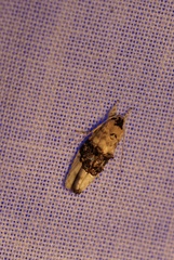 Piloprepes antidoxa
