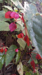 Begonia incarnata