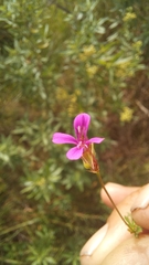 Pelargonium columbinum