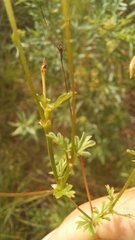Pelargonium columbinum