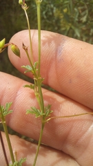 Pelargonium columbinum