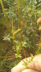Pelargonium columbinum