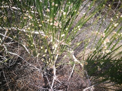 Haloxylon ammodendron