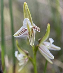 Prasophyllum striatum