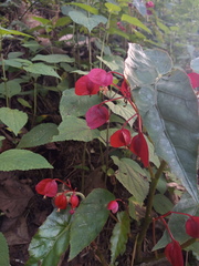 Begonia incarnata